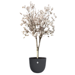 sereh rond 60cm antraciet